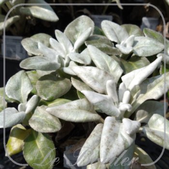 Senecio candicans 'Angel Baby'
