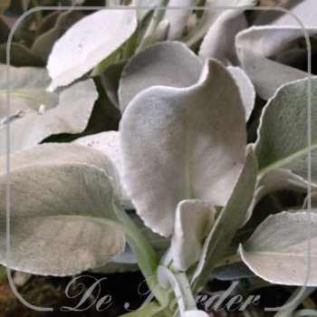 Senecio candicans 'Angel Wings'