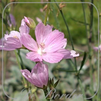 Sidalcea 'Rosaly'