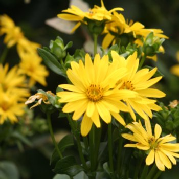 Silphium 'Maya'