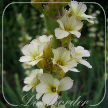 Sisyrinchium striatum