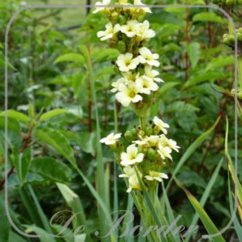 Sisyrinchium striatum
