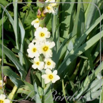 Sisyrinchium striatum
