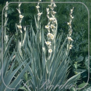 Sisyrinchium striatum 'Aunt May'