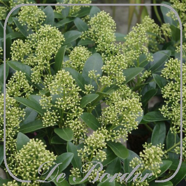 Skimmia japonica  Finchy'