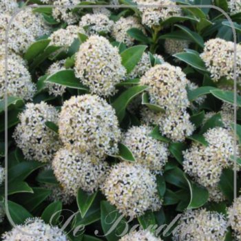 Skimmia japonica 'Fragrant Cloud'