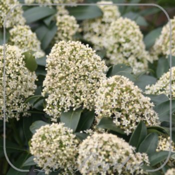 Skimmia japonica 'Fragrant Cloud'