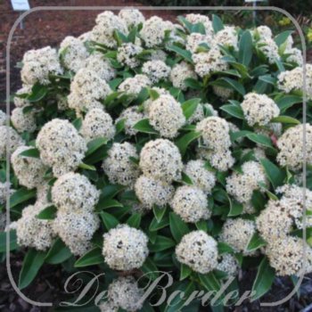 Skimmia japonica 'Fragrant Cloud'