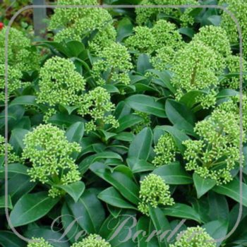 Skimmia japonica 'Fragrant Cloud'