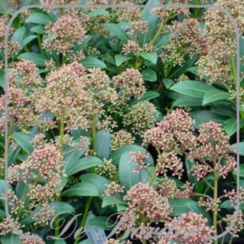 skimmia-japonica-rubinetta-in-pot-(2l)-405 Skimmia japonica 'Rubinetta'