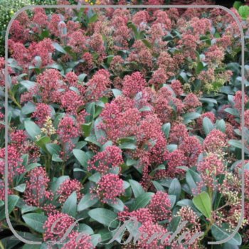 Skimmia japonica 'Rubinetta'