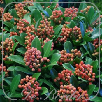 skimmia-japonica-temptation-030.jpg Skimmia japonica 'Temptation'