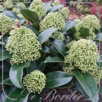 skimmia-japonica-white-globe-089 Skimmia japonica 'White Globe'