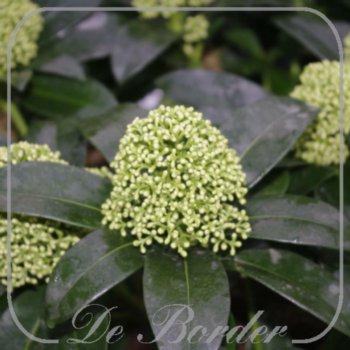 Skimmia japonica 'White Globe'