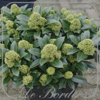 skimmia-japonica-white-globe-498 Skimmia japonica 'White Globe'