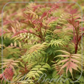 Sorbaria sorbifolia 'Sem'