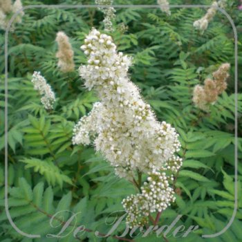 Sorbaria sorbifolia 'Sem'