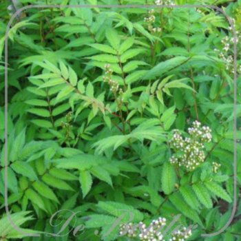 Sorbaria sorbifolia 'Sem'