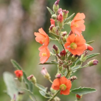 Sphaeralcea incana