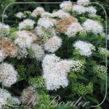 spiraea-japonica-albiflora-15-20-cm-c1-5-717 Spiraea japonica 'Albiflora'