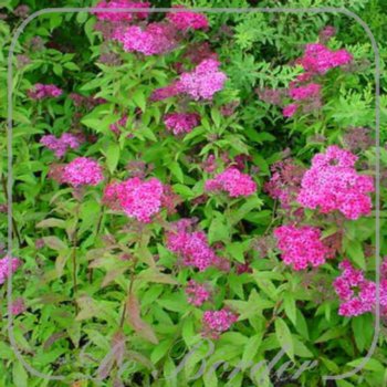 Spiraea japonica 'Anthony Waterer'