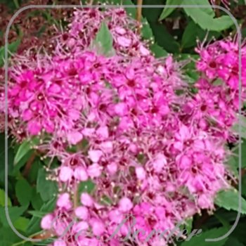 Spiraea japonica 'Anthony Waterer'