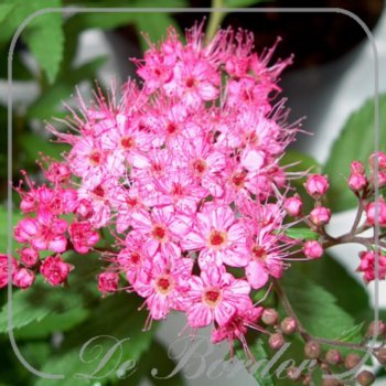 Spiraea japonica 'Anthony Waterer'