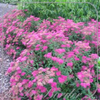 spiraea-japonica-country-red-918 Spiraea japonica 'Country Red'