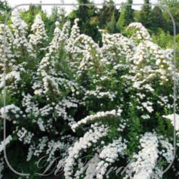 Spiraea nipponica 'Snowmound'