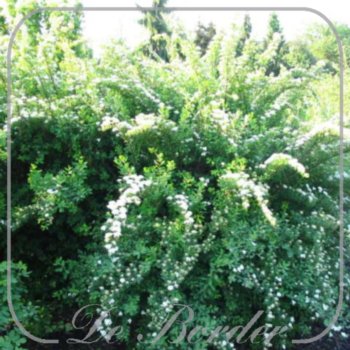 Spiraea nipponica 'Snowmound'