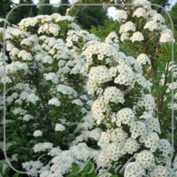 Spiraea nipponica 'Snowmound'