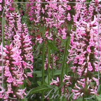 Stachys orientalis --