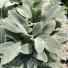 Stachys byzantina 'Tiny Ears'