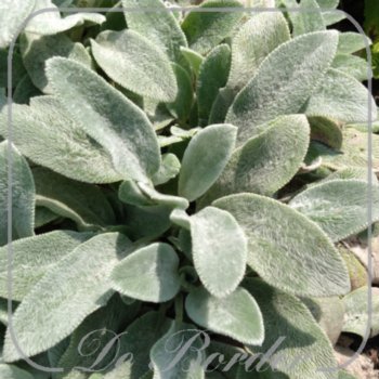 stachys-byzantina-tiny-ears-686 Stachys byzantina 'Tiny Ears'