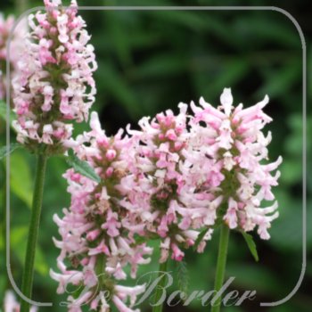 Stachys 'Summer Crush' --