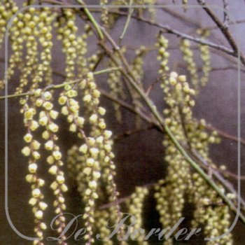 stachyurus-chinensis-celina-30-40-cm-c3-5-560 Stachyurus chinensis 'Celina'