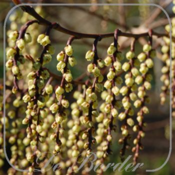 stachyurus-chinensis-celina-30-40-cm-c3-5-706 Stachyurus chinensis 'Celina'
