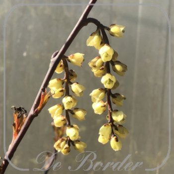 Stachyurus chinensis 'Celina'