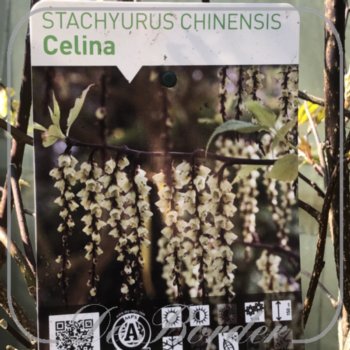 stachyurus-chinensis-celina-30-40-cm-c3-5-967 Stachyurus chinensis 'Celina'