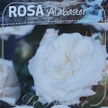 Stamroos 'Alabaster'
