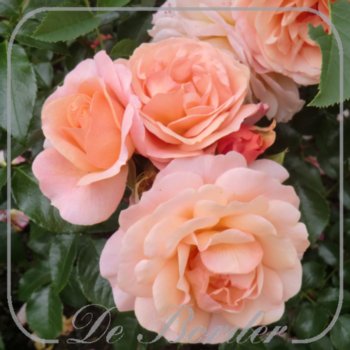 Stamroos 'Aprikola'