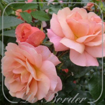 Stamroos 'Aprikola'