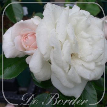 stamroos-aspirin-rose-001 Stamroos 'Aspirin Rose'