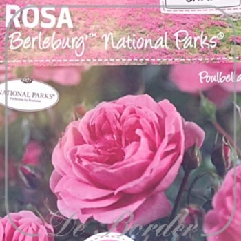 stamroos-berleburg-stamhoogte-90cm-994 Stamroos 'Berleburg'