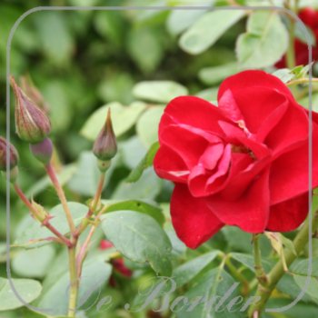 Stamroos 'Black Forest Rose'