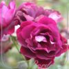 Stamroos 'Burgundy Ice'