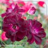 Stamroos 'Burgundy Ice'