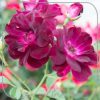Stamroos 'Burgundy Ice'