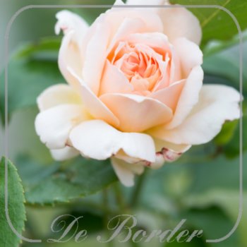 Stamroos 'Chandos Beauty'