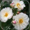 Stamroos 'Diamant'